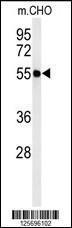 Anti-ATL3 Rabbit Polyclonal Antibody (APC (Allophycocyanin))