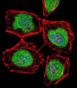 Anti-TBPL2 Rabbit Polyclonal Antibody (AP (Alkaline Phosphatase))