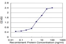 Anti-TPT1 Mouse Monoclonal Antibody [clone: 2C4]