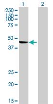 Anti-CANT1 Mouse Polyclonal Antibody