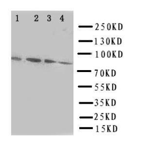 Anti-Transcription factor Sp4 Rabbit Polyclonal Antibody