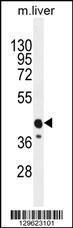 Anti-CACNG8 Rabbit Polyclonal Antibody (Biotin)