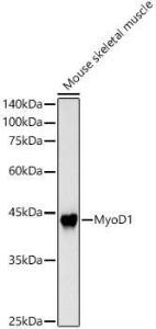 Antibody anti-MYOD1 100 µl