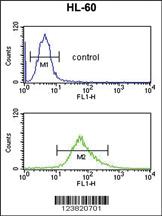 Anti-RPLP2 Rabbit Polyclonal Antibody