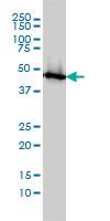 Anti-ENO1 Mouse Monoclonal Antibody [clone: 8G8]