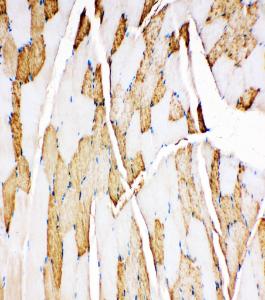 Anti-Myoglobin Rabbit Polyclonal Antibody