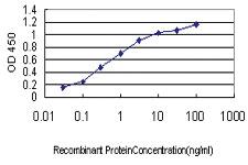 Anti-BUB1 Mouse Monoclonal Antibody [clone: 4C3-4C9]