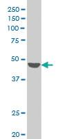 Anti-PIGM Mouse Polyclonal Antibody