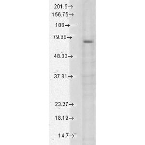 Antibody A305016-100 100 µg