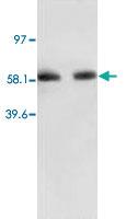 Anti-RELA Rabbit Polyclonal Antibody