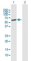 Anti-LGI1 Mouse Polyclonal Antibody