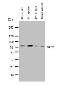 Anti-BCRP/ABCG2 Rabbit Polyclonal Antibody