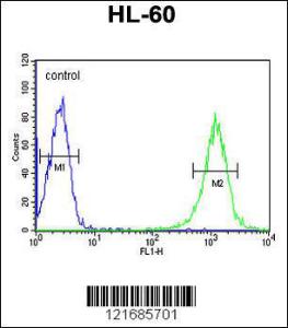 Anti-GGTB2 Rabbit Polyclonal Antibody (PE (Phycoerythrin))