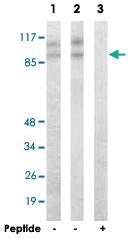 Anti-CDK11B Rabbit Polyclonal Antibody