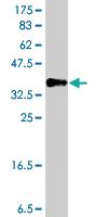 Anti-WDR83 Mouse Polyclonal Antibody