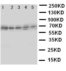 Anti-ABCG5 Rabbit Polyclonal Antibody