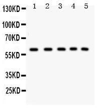 Anti-LKB1 Polyclonal Antibody