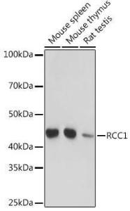 Western blot analysis of extracts of various cell lines, using Anti-RCC1 Antibody [ARC1834] (A307816) at 1:1,000 dilution The secondary antibody was Goat Anti-Rabbit IgG H&L Antibody (HRP) at 1:10,000 dilution Lysates/proteins were present at 25 µg per lane