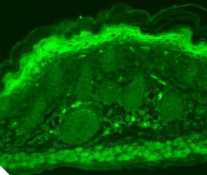 Antibody A305016-100 100 µg