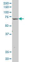 Anti-IGSF8 Mouse Polyclonal Antibody