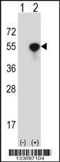 Anti-NCK1 Rabbit Polyclonal Antibody (Biotin)