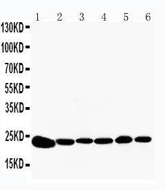 Anti-Peroxiredoxin 2 Rabbit Polyclonal Antibody