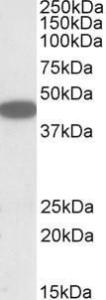 Anti-CXCR6 Antibody (A84805) (1µg/ml) staining of HEK293 lysate (35µg protein in RIPA buffer). Primary incubation was 1 hour. Detected by chemiluminescence.