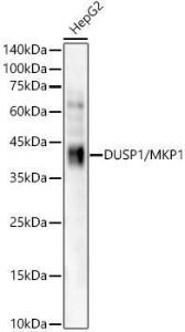 Western blot analysis of HepG2, using Anti-MKP-1 Antibody [ARC56245] (A306135) at 1:2,000 dilution. The secondary antibody was Goat Anti-Rabbit IgG H&L Antibody (HRP) at 1:10,000 dilution.