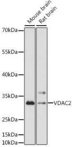 Antibody A92888-100 100 µl