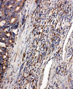 Anti-CD163 Rabbit Polyclonal Antibody