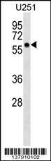 Anti-BTN3A3 Rabbit Polyclonal Antibody (APC (Allophycocyanin))