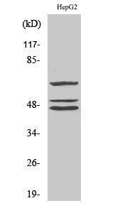 Antibody anti-SHC A96434-100 100 µg