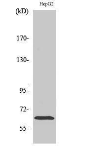 Western blot analysis of HepG2 cells using Anti-ICAM-1 Antibody